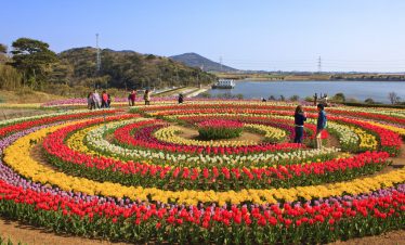 Tulip Garden (Summer Special)